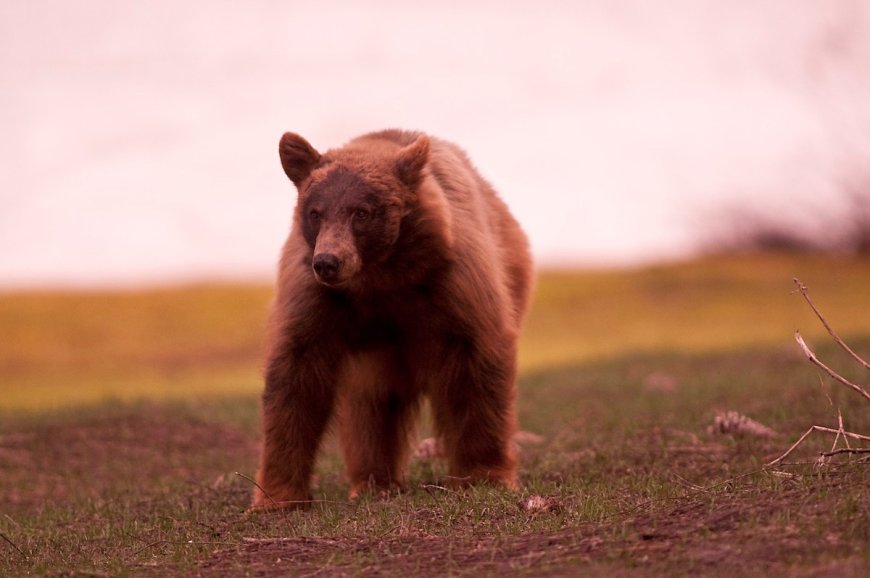 Yosemite Visitors Stoked to See a Bear (Hear Their Reaction)