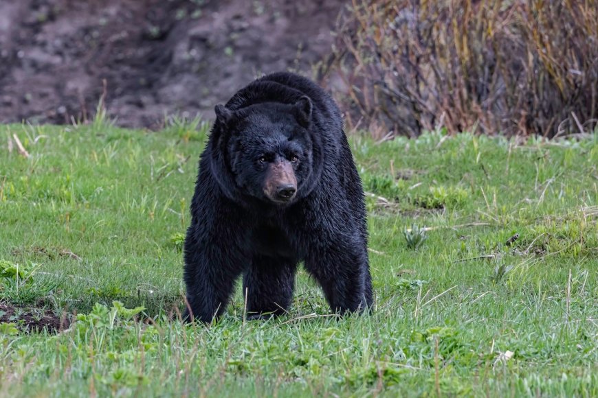Bear Breaks Through Cabin Window in Lake Tahoe (Video)