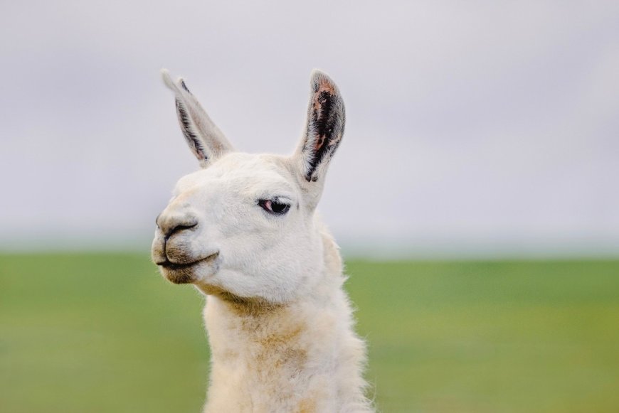Random Llama Strolls Around California Preserve (Video)