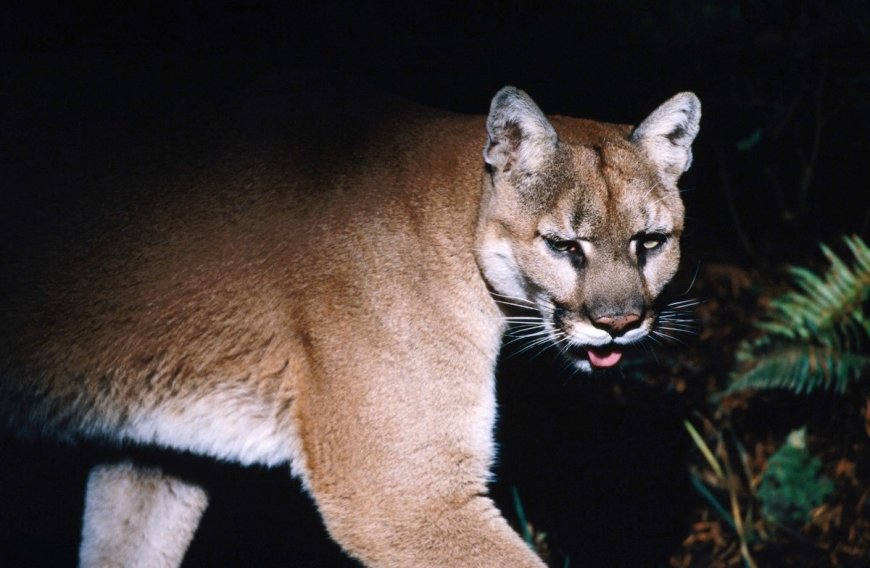 Park Ranger Walks Through What to Do If You See a Cougar