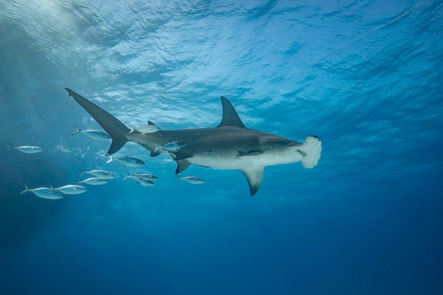 Drone Records Rare Hammerhead Shark off California Coast