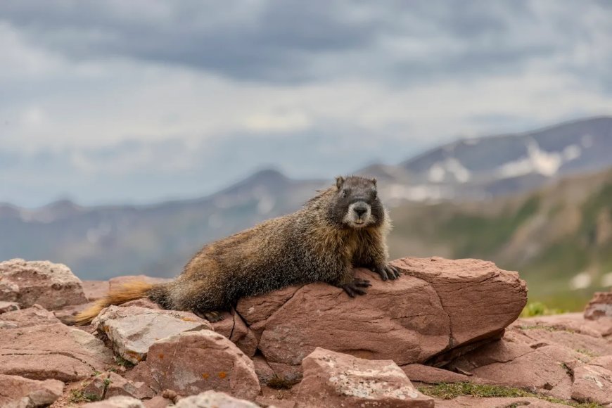 The Inaugural ‘Fat Marmot Week’ Is About to Begin