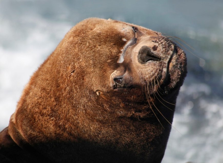 Massive Sea Lion Boards Docked Fishing Boat, Steals Bait Box