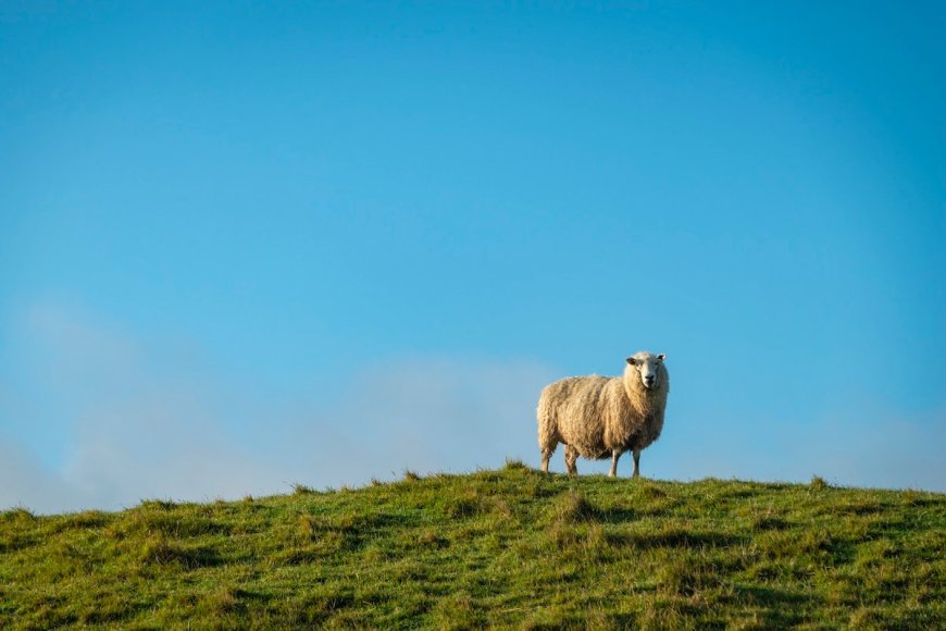 WATCH: Bizarre Goose vs. Sheep Battle in New Zealand