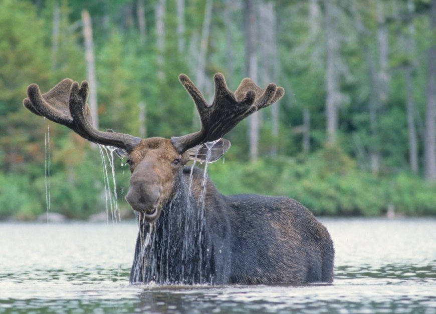 Moose Visits Pond for a Swim at Utah Resort (Video)