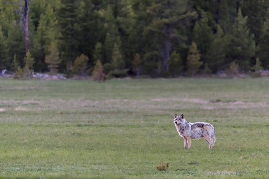 WATCH: Wolf Follows Man at Yellowstone National Park