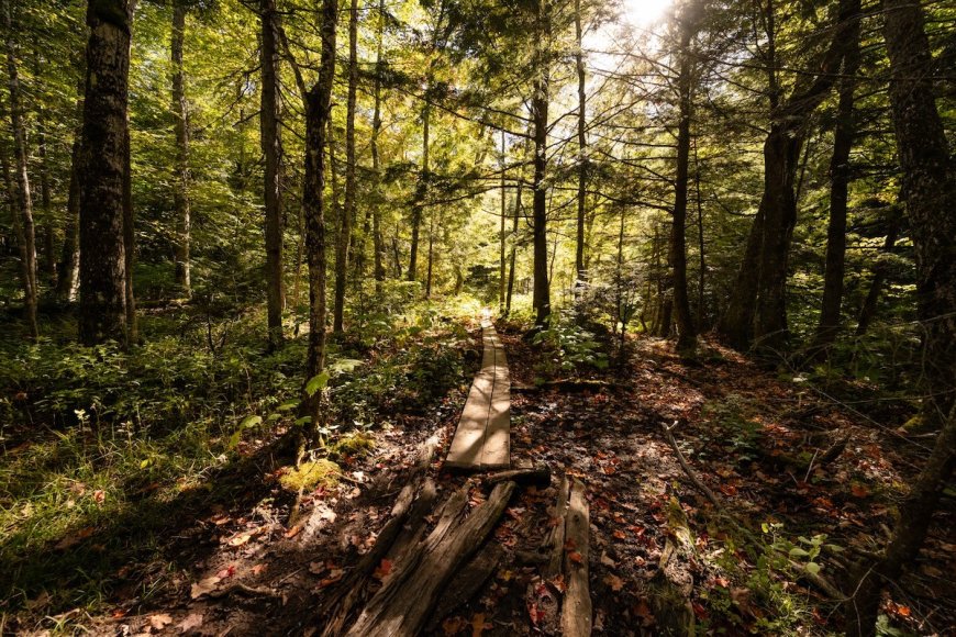 Name That Creature: Hikers Share Trail With Mystery Animal