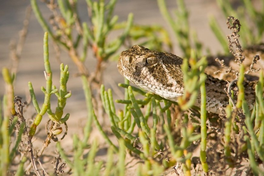 Man Spots Rattlesnake on Southern California Beach (Video)