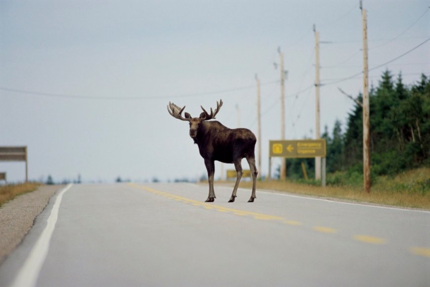 Viral Video: Massive Moose Shows Who’s Boss on Alaska Highway