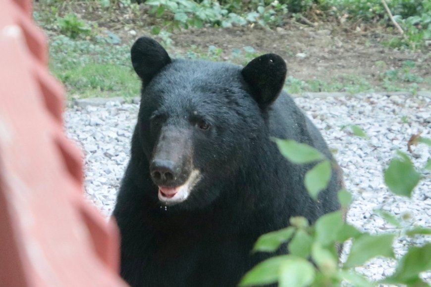 Elderly Woman Attacked by Bear in Her Colorado Home