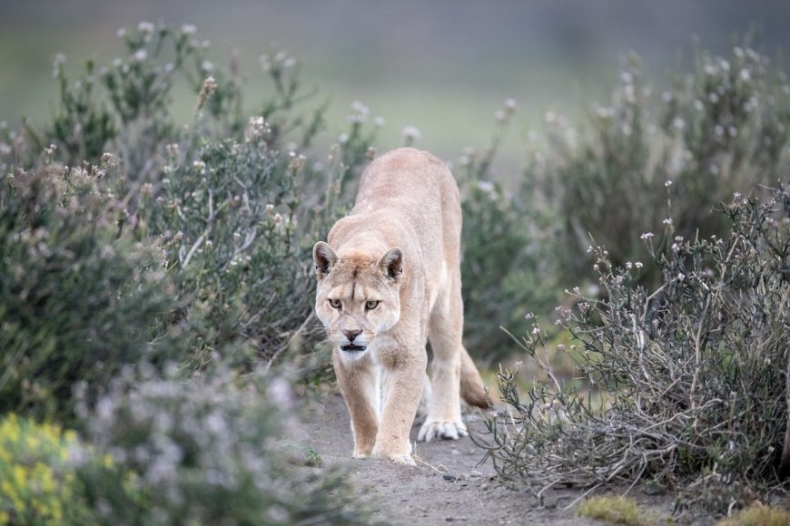 Skunk vs. Puma—An Unlikely Battle in Patagonia