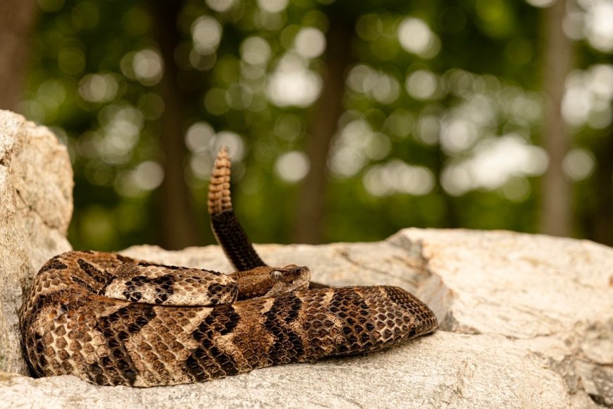 Massive Rattlesnake Invades Florida Golf Course (Video)