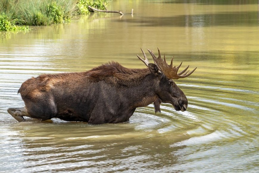 WATCH: Bull Moose Swims in Lake Near Glacier National Park