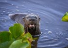 Wild Otter Attacks Woman Swimming in Lake Tahoe