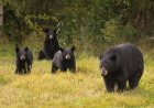Bear Jump Scare: Bear Family Seems Tame Until This Happens