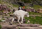 Awkward Dispute in Glacier After Hikers Approach Mountain Goats