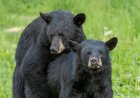 Woman Spots Black Bears Mating in Her Backyard (Video)