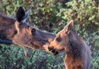 WATCH: Montana Woman Fights off Moose in Her Backyard