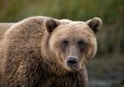 ‘Worst Thing That Can Happen’: See Hiker’s Encounter in Katmai