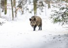 Wild Boar Attacks Snowboarders in Japan (Video)