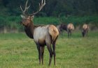 WATCH: Real Elk Tries to Pick a Fight With a Wooden Elk Statue