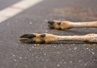 Deputy’s Scream When ‘Dead’ Deer Wakes up Goes Viral (Video)