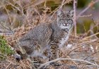 Police Use Drone to Catch Bobcat ‘Burglar’ in Washington Home