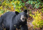 Large Bear Walks Around Colorado Building Like He Owns It