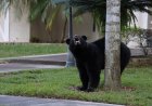 Black Bear Attacks Man Napping on His Colorado Patio