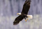 WATCH: Bald Eagle Swoops Down to Make a Catch in Calgary