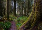 Olympic National Park Is Asking for Help Locating Missing Hiker