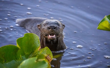Wild Otter Attacks Woman Swimming in Lake Tahoe