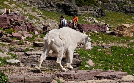 Awkward Dispute in Glacier After Hikers Approach Mountain Goats