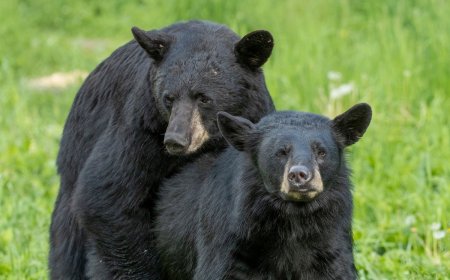Woman Spots Black Bears Mating in Her Backyard (Video)