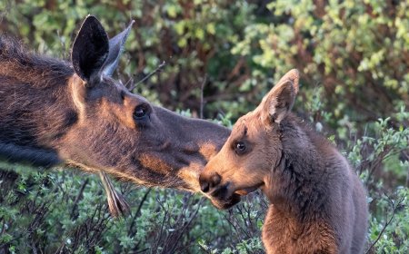 WATCH: Montana Woman Fights off Moose in Her Backyard