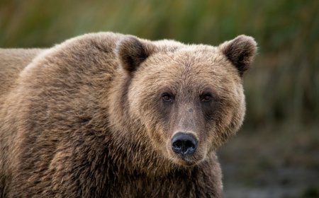 ‘Worst Thing That Can Happen’: See Hiker’s Encounter in Katmai