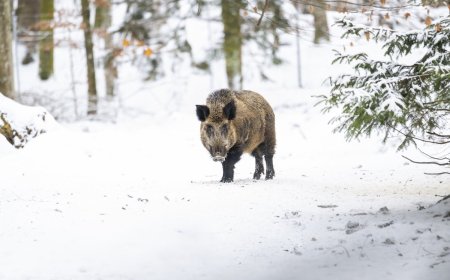 Wild Boar Attacks Snowboarders in Japan (Video)