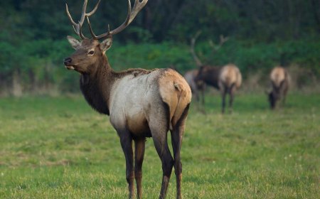 WATCH: Real Elk Tries to Pick a Fight With a Wooden Elk Statue