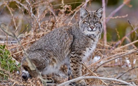 Police Use Drone to Catch Bobcat ‘Burglar’ in Washington Home