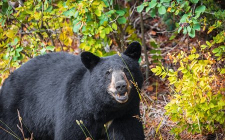 Large Bear Walks Around Colorado Building Like He Owns It
