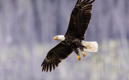 WATCH: Bald Eagle Swoops Down to Make a Catch in Calgary