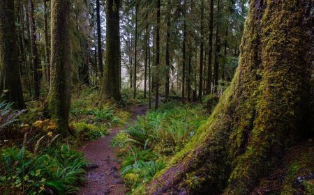 Olympic National Park Is Asking for Help Locating Missing Hiker