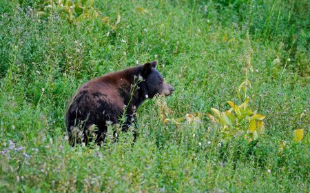 ‘Front-Row Seat to the Circle of Life’: Bear Hunts in Front of Hikers