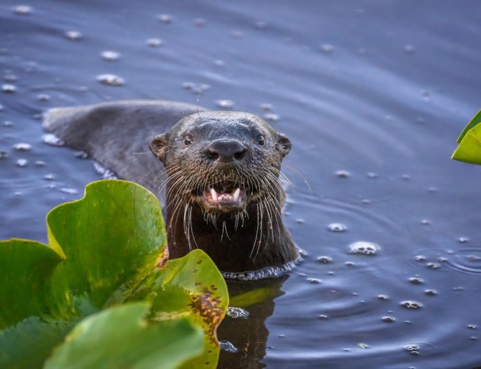 Wild Otter Attacks Woman Swimming in Lake Tahoe