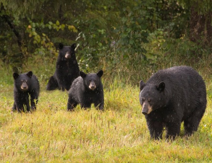Bear Jump Scare: Bear Family Seems Tame Until This Happens