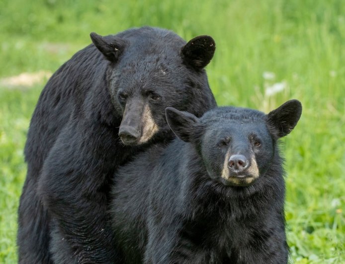 Woman Spots Black Bears Mating in Her Backyard (Video)