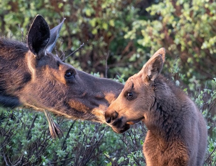 WATCH: Montana Woman Fights off Moose in Her Backyard