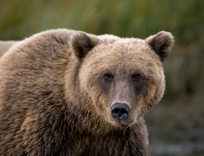 ‘Worst Thing That Can Happen’: See Hiker’s Encounter in Katmai