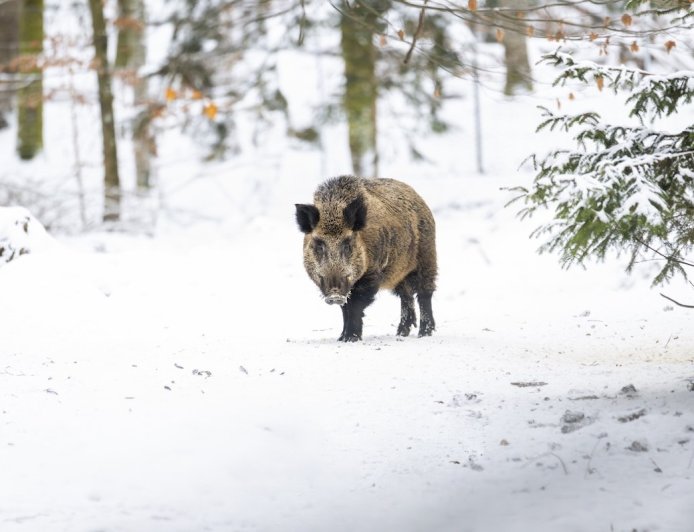 Wild Boar Attacks Snowboarders in Japan (Video)