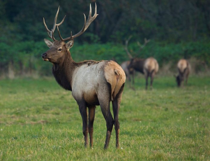 WATCH: Real Elk Tries to Pick a Fight With a Wooden Elk Statue